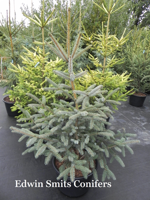 Picea sitchensis 'Filips Silvery Blue'